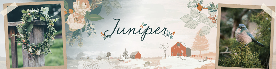 Juniper