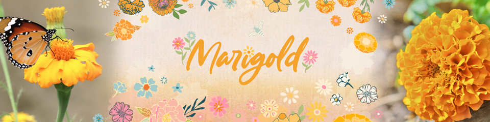 Marigold